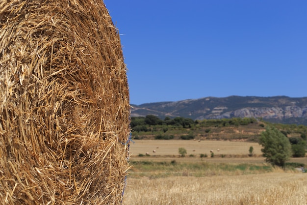 Agricultural field on which stacked straw haystacks after the wheat harvest