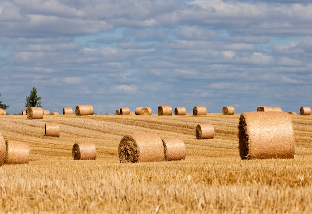 An agricultural field on which straw stacks lie after harvesting rye, stubble from rye on a rural field