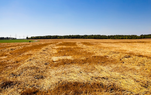 Agricultural field on which wheat cleaning is carried out