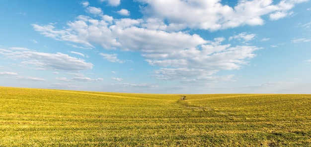 Agricultural field of winter crops in spring Farm land on the background of white clouds