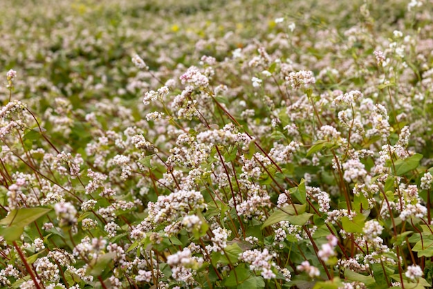 Agricultural field with blooming buckwheat in cloudy weather