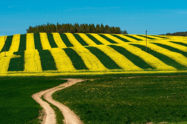 Agricultural field with blooming winter crops Dirt road leading to a beautiful yellow rapeseed field