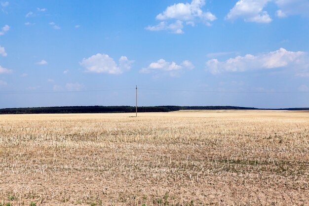 穀物のある農地-農民が穀物を栽培する農地。小麦畑