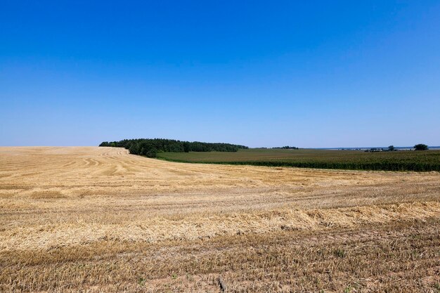 Agricultural field with cereal