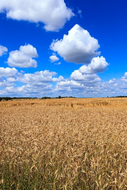 Agricultural field with cereal