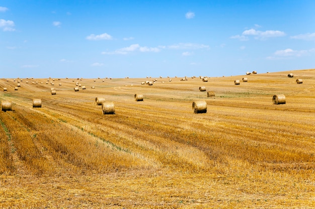 Agricultural field with cereals during harvest. summer