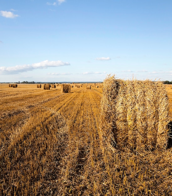 Agricultural field with cereals during harvest. summer