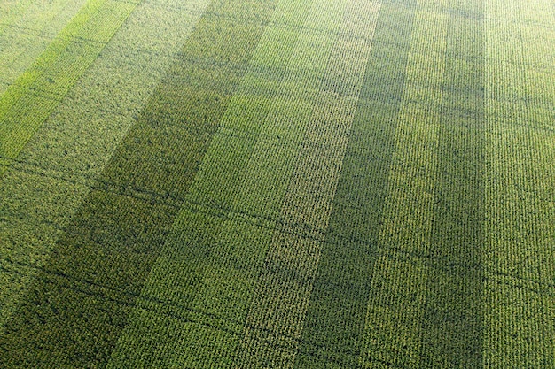 Agricultural field with corn. Fresh green succulent cultivated plant. View from the drone.