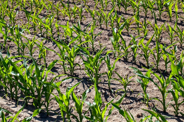 Agricultural field with corn in soil and mud