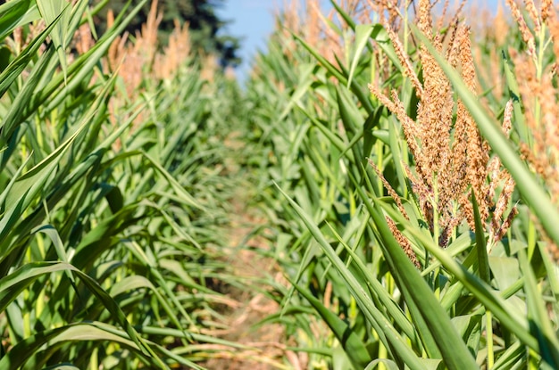 Agricultural field with corn