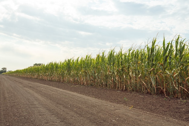 Сельскохозяйственное поле с кукурузой
