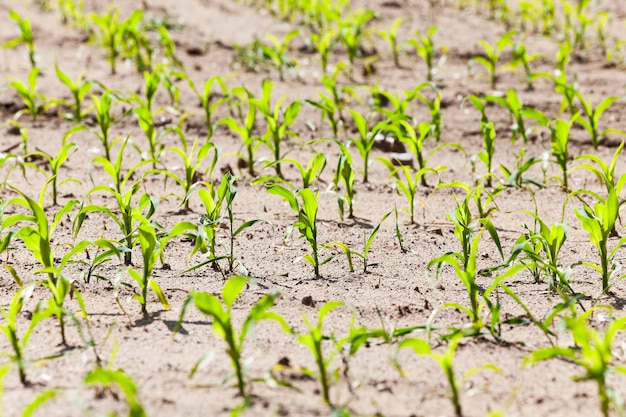 Agricultural field with corn