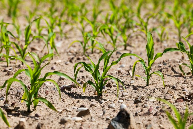 Campo agricolo con mais