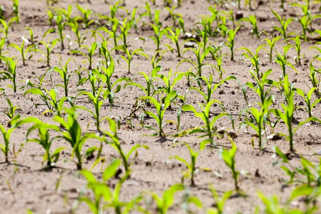 Agricultural field with corn