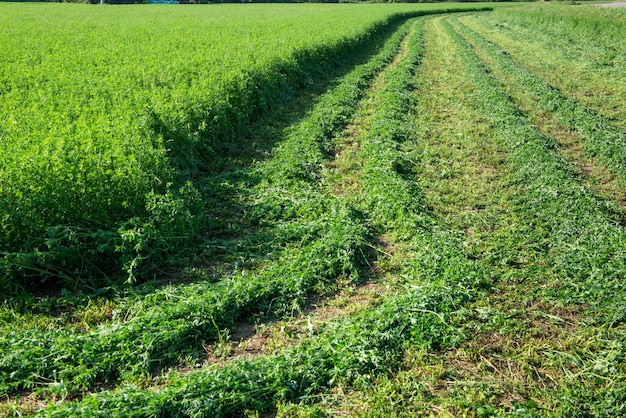 Agricultural field with cut grass