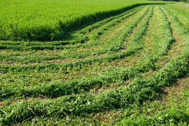 Agricultural field with cut grass