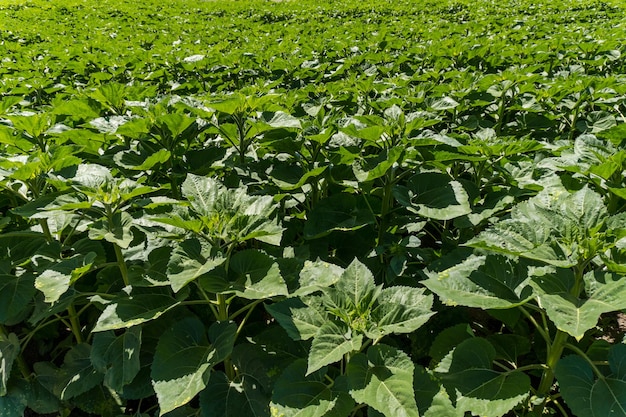 An agricultural field with different plantations