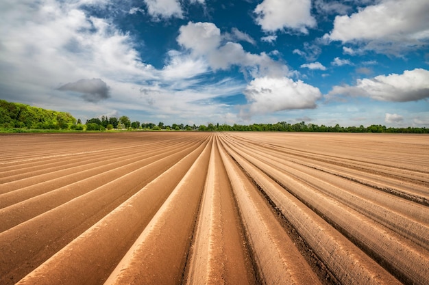 Photo agricultural field with even rows in the spring