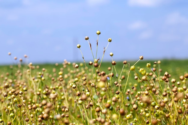 Photo an agricultural field with flax plants