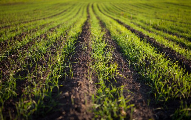 Agricultural field with fresh green shoots