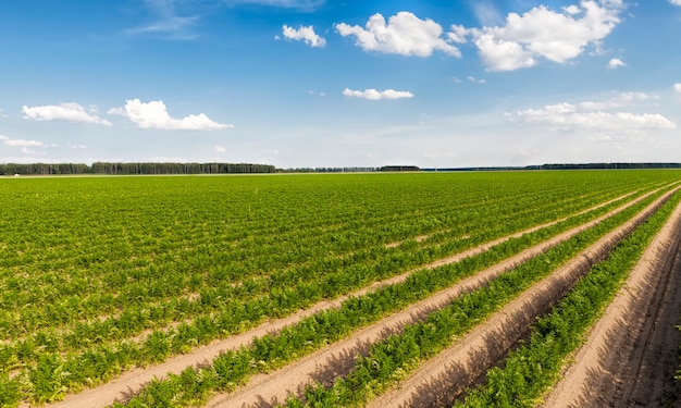 Agricultural field with furrows in which red ordinary carrots are planted and growing, agriculture