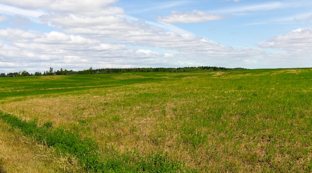 Campo agricolo con erba verde