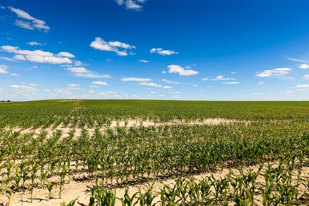 Foto campo agricolo con mais immaturo verde