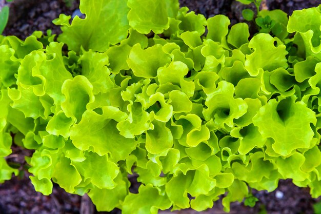 野菜畑の庭のベッドに緑の葉レタスのサラダと農地。緑のレタス植物とガーデニングの背景。有機健康食品ビーガン菜食主義の食事療法の概念