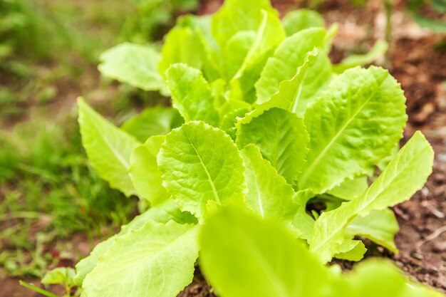 Agricultural field with green leaf lettuce salad on garden bed in vegetable field