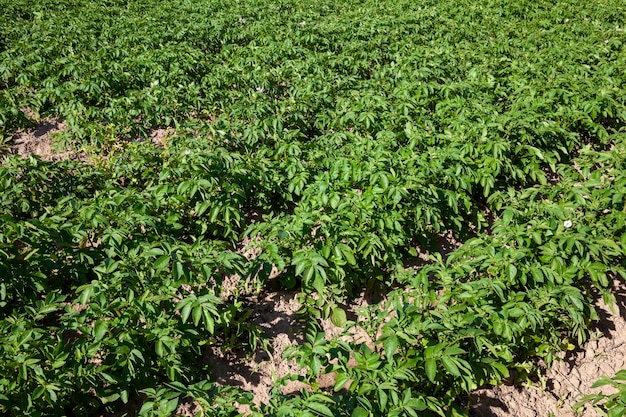 An agricultural field with green tops of cultivated potatoes