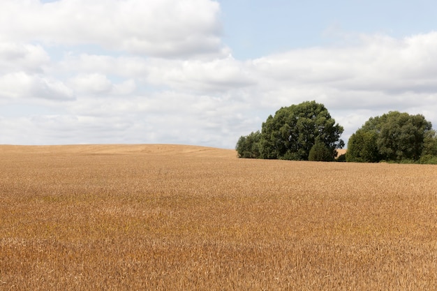 Agricultural field with growing plants for harvesting food