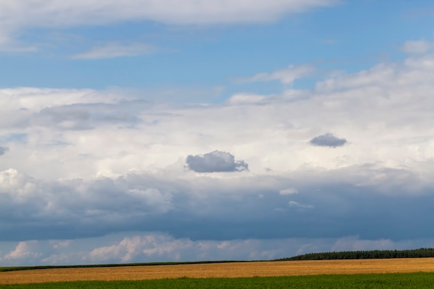 Agricultural field with growing plants for harvesting food