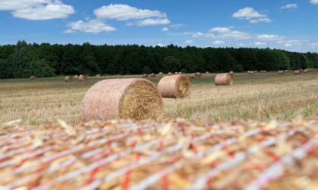 Agricultural field with haystacks after harvesting rye, from rye there were Golden haystacks of prickly straw, haystacks of rye straw, closeup