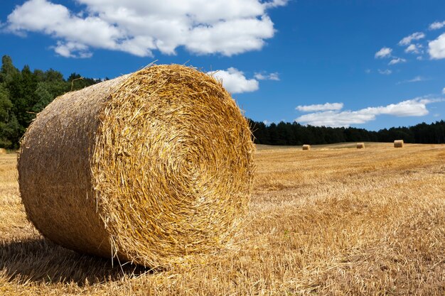 Photo agricultural field with haystacks after the wheat harvest