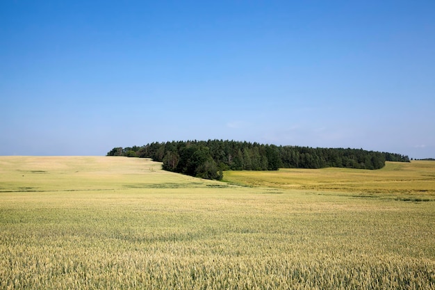 Photo agricultural field with a large number of green cereals a large number of green unripe cereals in the field