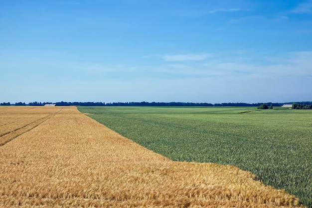 Agricultural field with mature golden yellow cereals