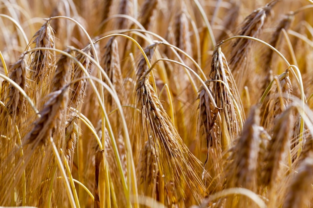 Agricultural field with mature golden yellow cereals