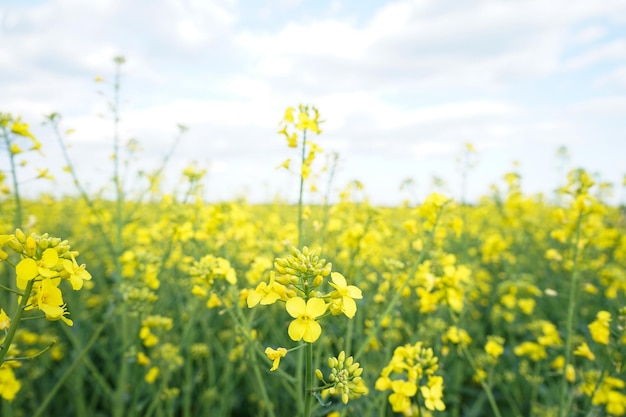 Agricultural field with rapeseed plants Rape flowers in strong sunlight Oilseed canola colza Nature background