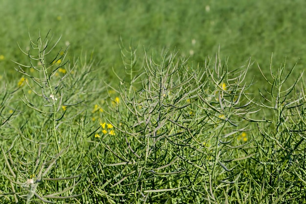 An agricultural field with rapeseed, which has faded to bloom and green pods with seeds have appeared