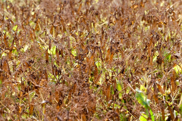 エンドウ豆の熟した作物のある農地