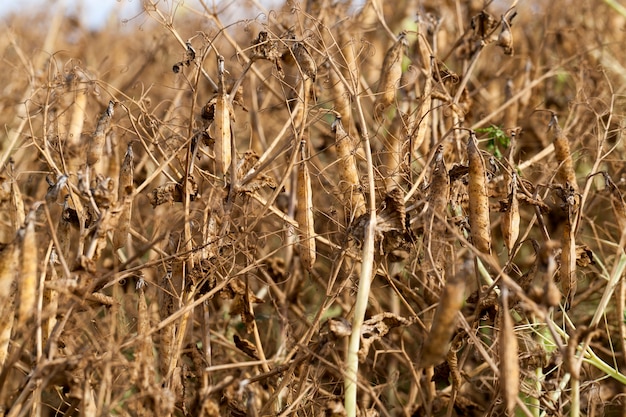 Photo an agricultural field with a ripe crop of peas