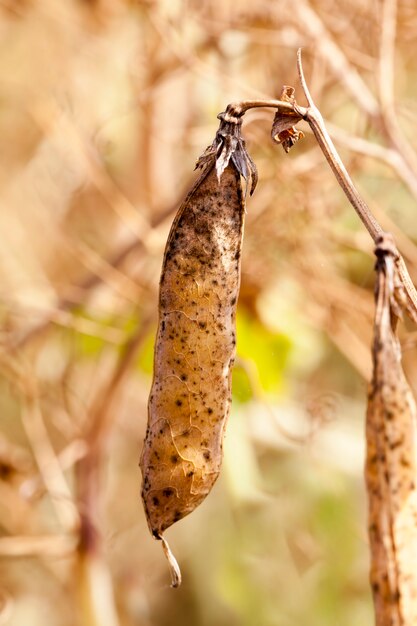 An agricultural field with a ripe crop of peas