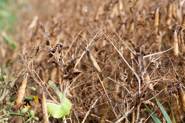 An agricultural field with a ripe crop of yellow peas