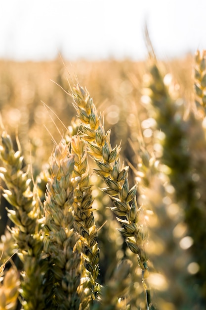 Campo agricolo con cereali maturati