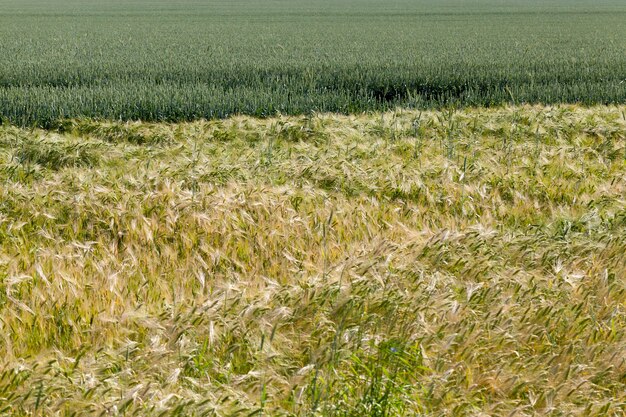 An agricultural field with rye, ripening rye changes color from green to yellow