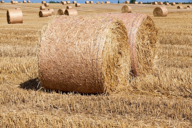 Agricultural field with stacks of rye straw