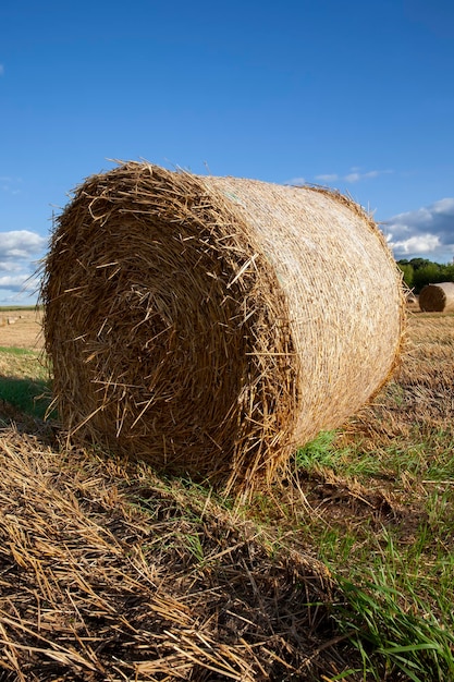 Сельскохозяйственное поле со стогами соломы после сбора урожая пшеницы