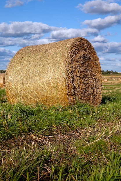 Agricultural field with straw stacks after wheat harvest