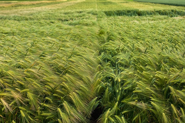 Agricultural field with various grain crops ears