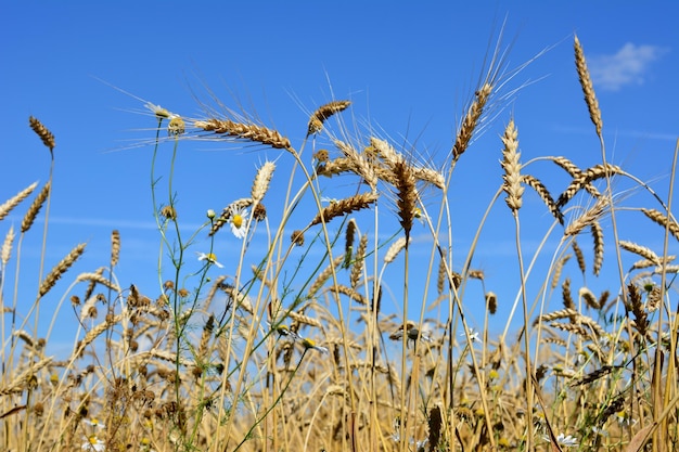 agricultural field with wheat ears on blue sky background, close-up